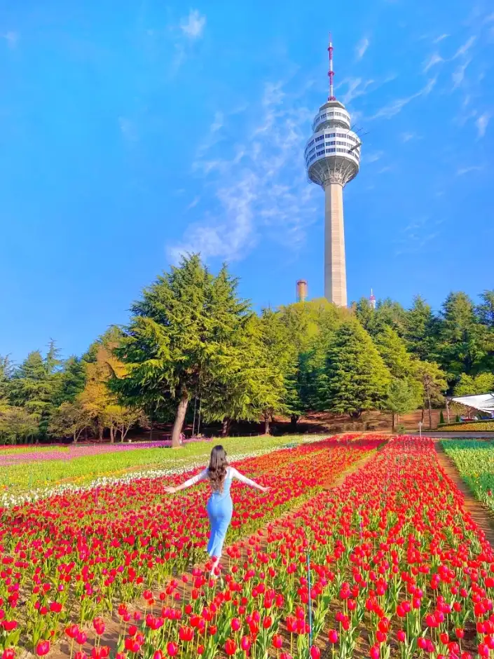 4월 전국 봄꽃 축제: 벚꽃 목련 철쭉 튤립 수선화 유채꽃 수국 보러 가볼만한 곳