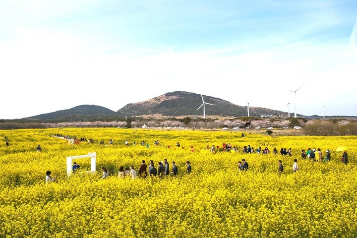 2024 3월 4월 5월 전국 봄꽃 축제: 구례 산수유꽃축제, 광양 매화축제 등 다양한 축제 기본정보